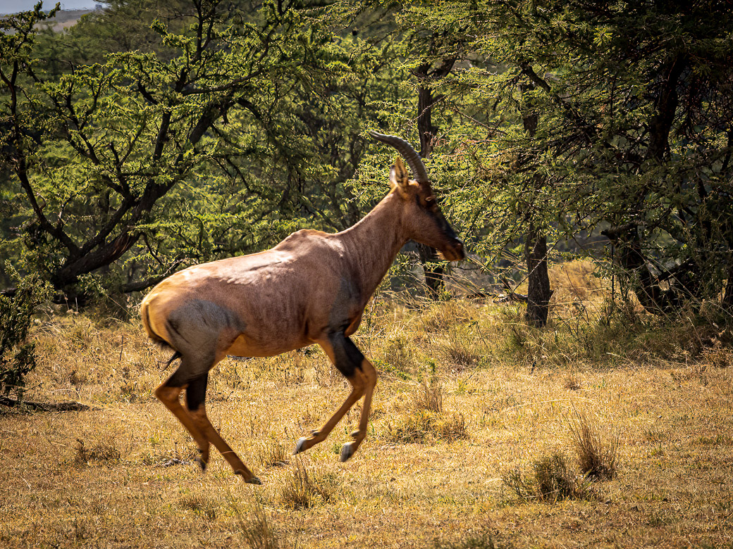 Topi on the run from Lions